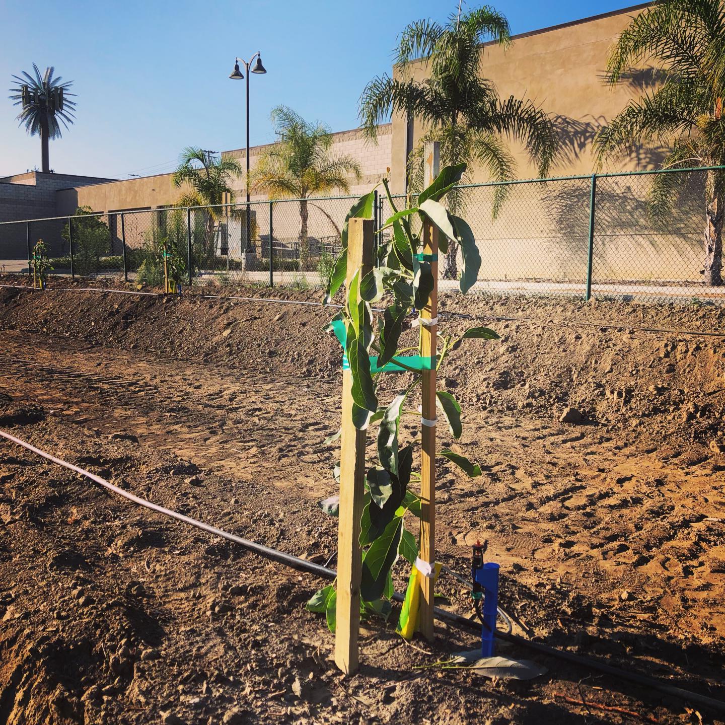 Photo of a growing avocado tree